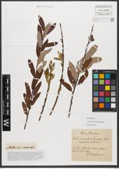 Foto von Salix triandra subsp. amygdalina (L.) Schübl. & G. Martens